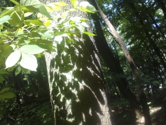 07062009517.jpg