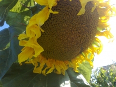 s1_a4145_09082009589.jpg