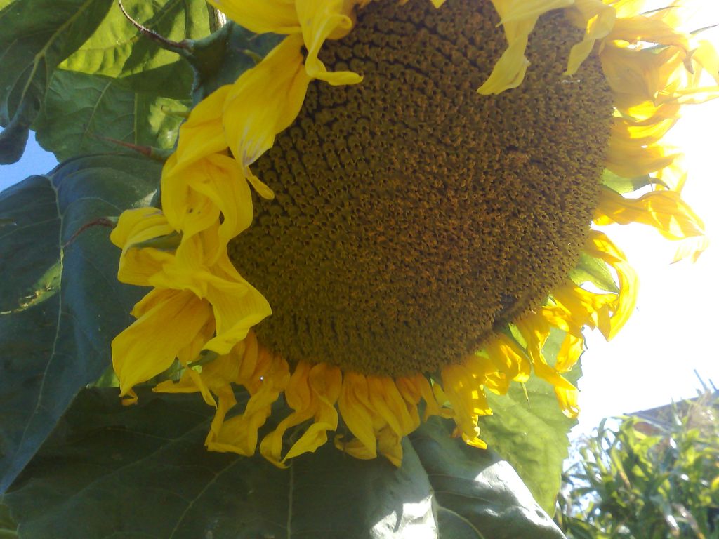 s1_a4145_09082009589.jpg